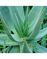 ALOE VERA GEL 1:1 in Braunglas Flasche