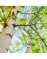 BIRKENRINDE 1a (Zuckerbirke-Betula lenta), Maienfelser Naturkosmetik