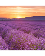 LAVENDEL (BIO/demeter), duftende Blüten aus Italien, 10g