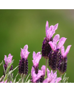 LAVENDEL Schopflavendel (BIO), Maienfelser Naturkosmetik 5ml